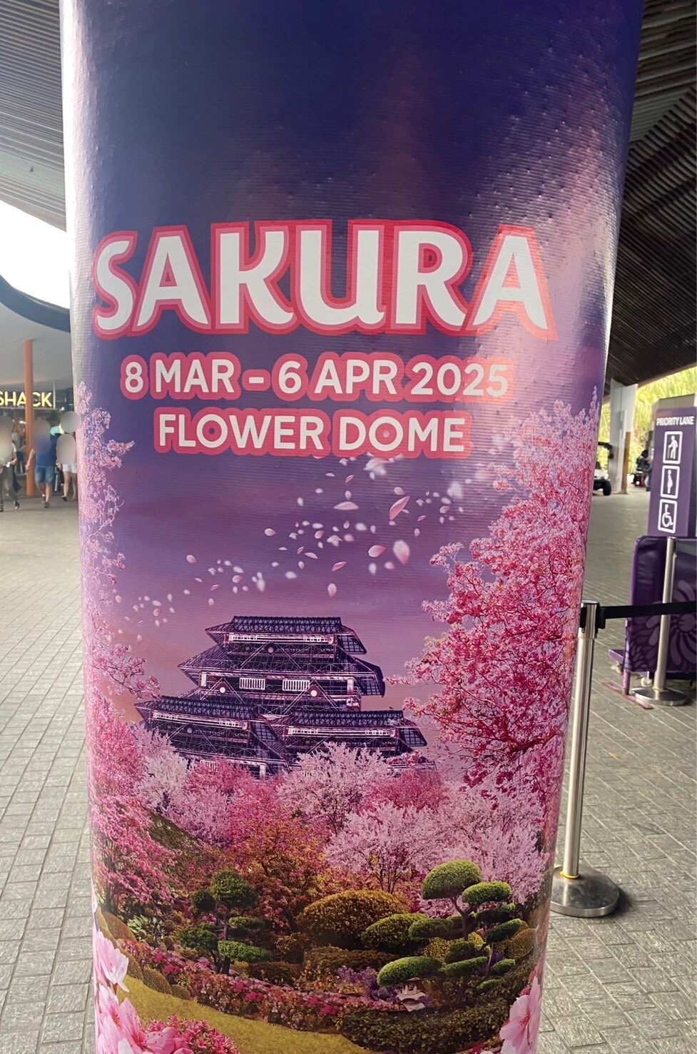 シンガポールでお花見？！「Sakura」で春を満喫【知りたい！現地